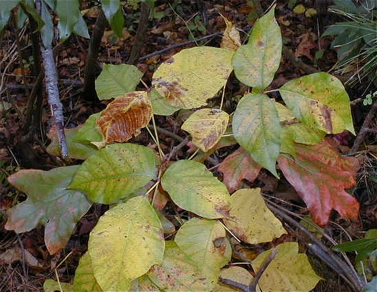 poison ivy. picture of poison ivy.