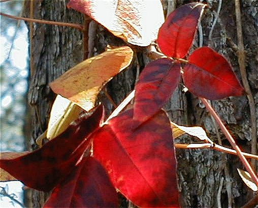 poison ivy plant red. Bright red fall foliage.