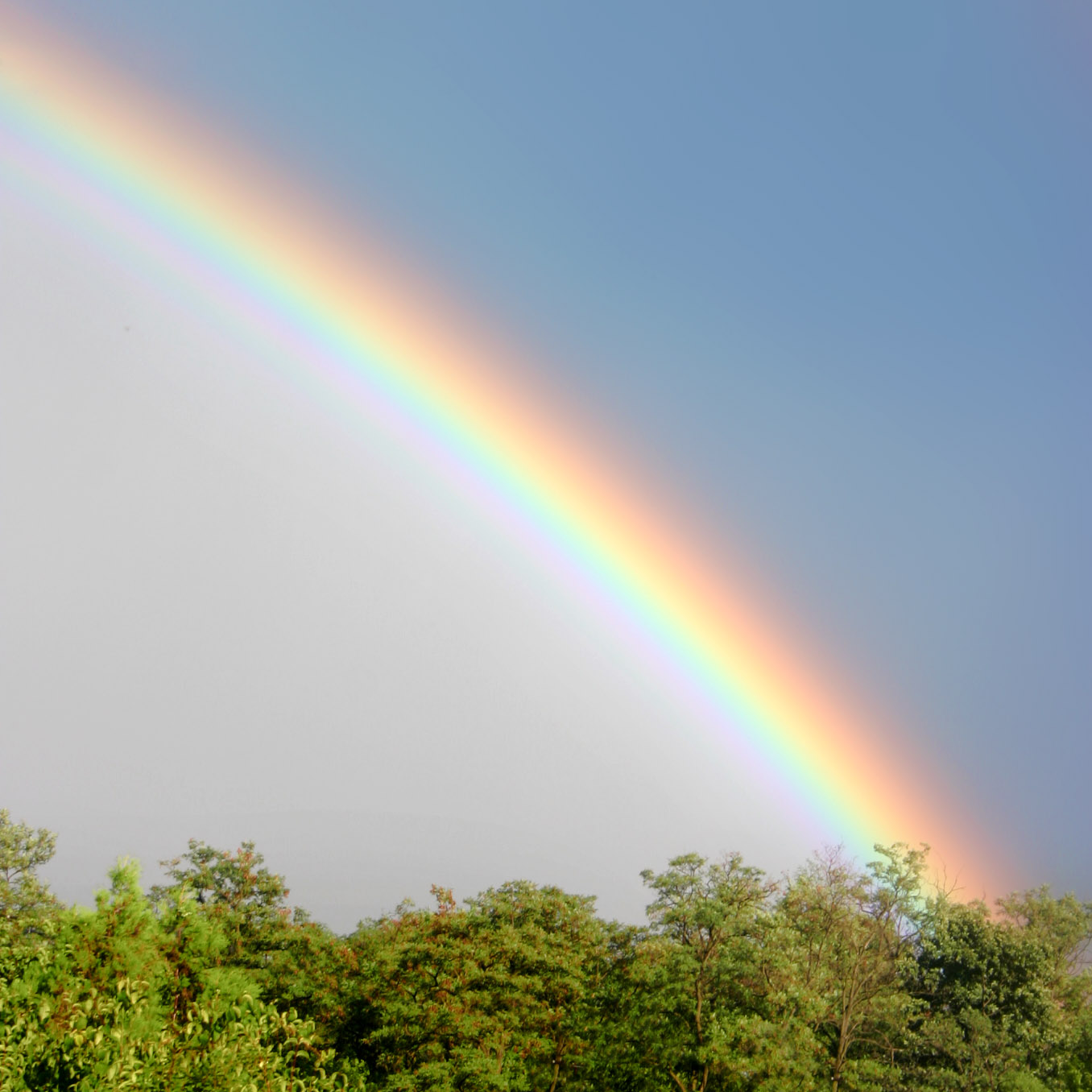 rainbow in sky with trees at bottom